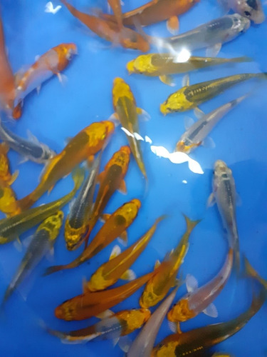 Imagen 3 de 8 de Espectaculares Carpas Koi Ogon Brillantes 9 A 10 Cm