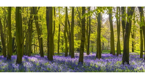 Fotomurales Bosques Modelos Tapiz Vinil Autoadhesivo Color Bosque Con Lavandas