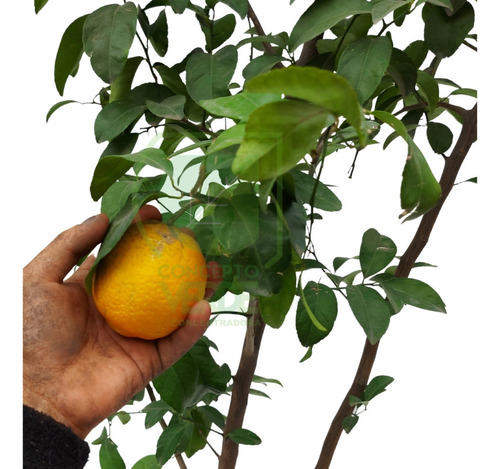 Limón Eureka