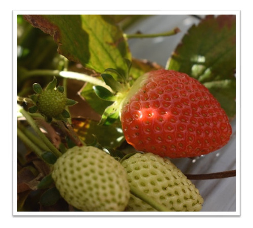 Microorganismos Especificos Para El Crecimiento De Berries