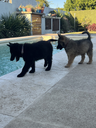 Pastor Belga Tervueren Y Groenendael Cachorros Con Pedigree