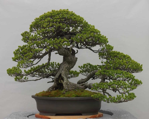 Semillas De Pino De Alepo Pinus Halepensis P/bonsai O Árbol 