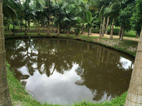 Excelente Chacara Em Camboríú. 100% Plana.lagos De Peixes - Dv019 - 3092046