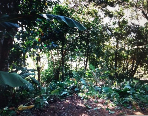 Terreno Venda Caraguatatuba - Sp - Cocanha - 4123