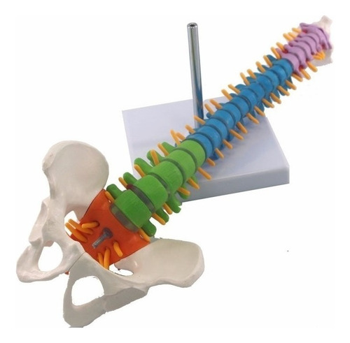 Modelo De Anatomía De La Columna Vertebral Humana