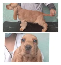 Comprar Cocker Spaniel Inglés Con Pedigree