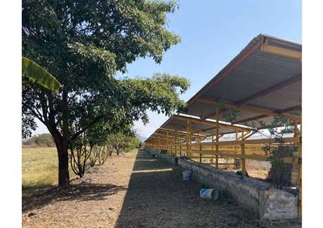 Venta De Increíble Rancho En Tetecala, Morelos,ideal Para Inversionistas Y Ganaderos!!