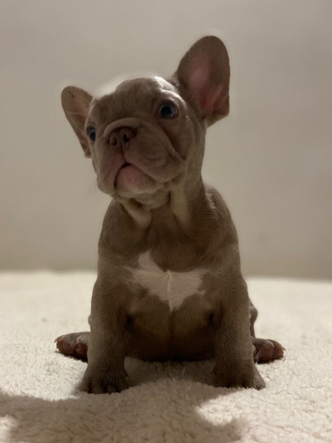 Cachorros Bulldog Francés Exotic Perros Magdalena Huila