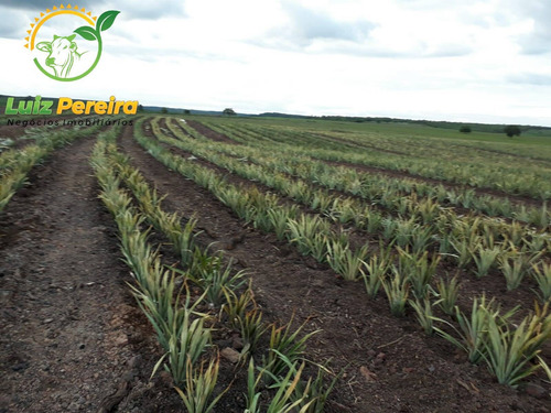 Imagem 7 de 12 de Fazenda A Venda Em Santa Maria - 1.074,48 Hectares (dupla Aptidão) - 2085
