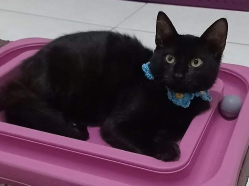 Gatinha Angorá X Siamês 5 Meses Fêmea Preta Azul Castrada