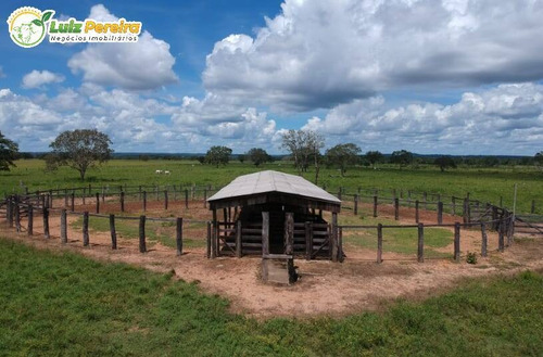 Imagem 7 de 12 de Fazenda À Venda Em Colinas - To - 1.156 Hectares (dupla Aptidão) - 2133
