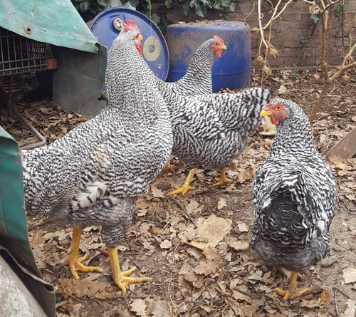 3 Gallinas Y 1 Gallo Plymouth Rock Barrada Anillados Puros