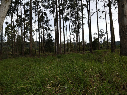 Chácara 5.000 M² - Lomba Grande - Novo Hamburgo - Rs - 1621 - 32420142