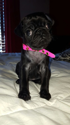 Pug Carlino