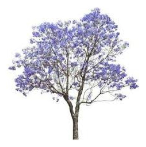 Kit - 2 Mudas De Jacarandá Mimoso - Prontas Para O Plantio