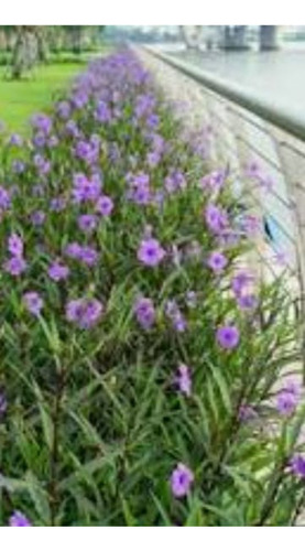 Ruellia Simplex, Arbusto.