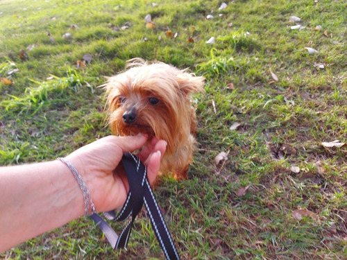 Imagen 9 de 9 de Yorkshire Hembra 2 Meses De Edad
