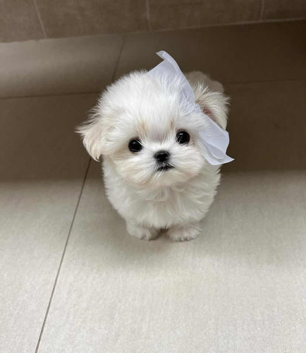 Auténticos Bichon Maltés Minis