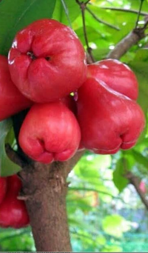 Manzana Malaya 100 Hojas Frescas O Secas.