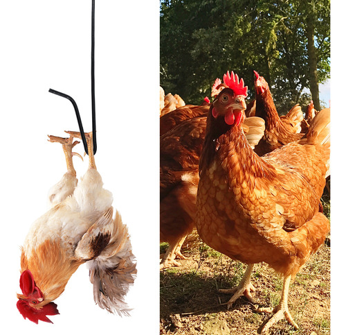 Gancho Con Gancho Para Atrapar Pollos