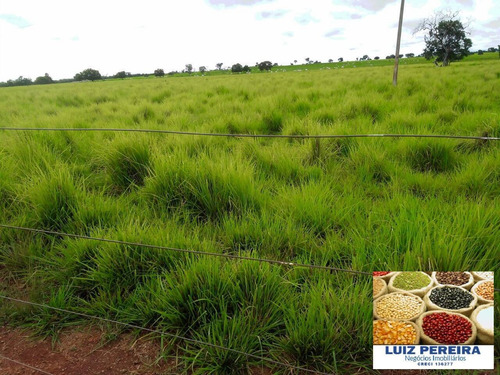 Imagem 3 de 15 de Fazenda À Venda Em Formoso Do Araguaia-to - 1.771 Hectares (dupla Aptidão) - 1618