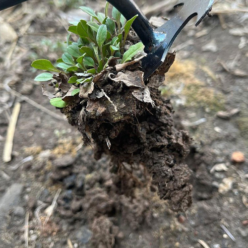 Herramienta De Deshierbe De Jardín, 30 Centimetros