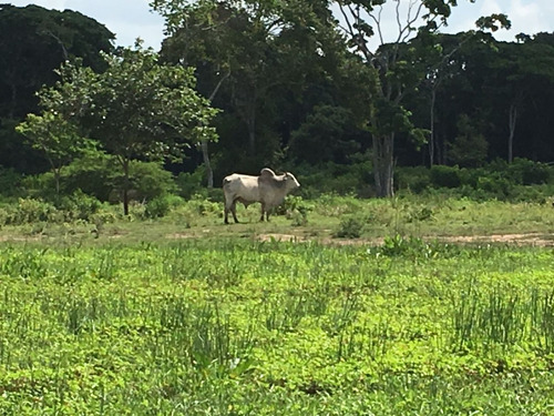 Midaly Vende Hermosa Finca, 240has, Entrada Al Tejero, A 250mts De La Virgen, Maturin, Monagas