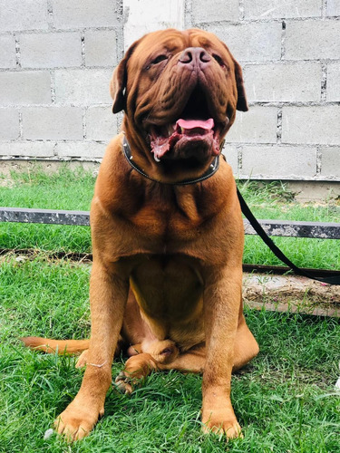 Imagen 5 de 5 de Dogo De Burdeo Servicio