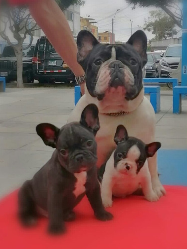 Bulldog Frances, Bulldog Frech Cachorros ,bebes