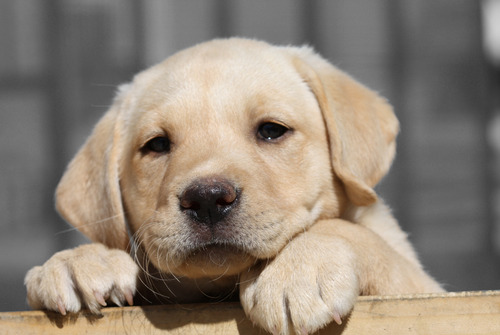 Cachorros Labrador Puros Y Adorables.