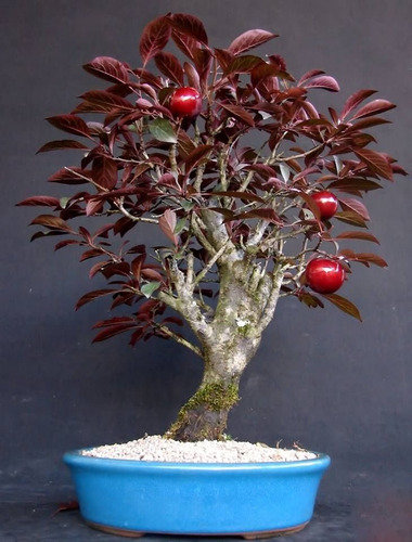 Ameixa De Jardim - Sementes Fruta P/ Vasos E Mudas