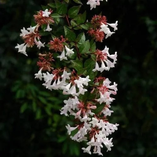Imagen 1 de 3 de Abelia Grandiflora 5lts