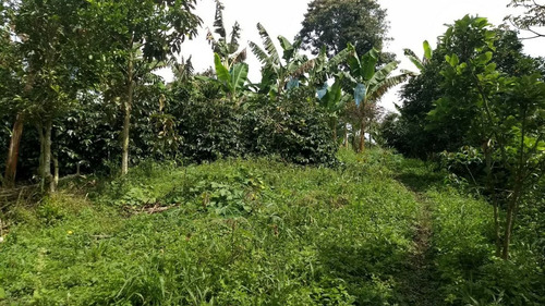 Venta Finca Filandia Vereda Bambuco Alto