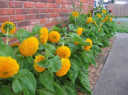 Semillas Flores Girasol Doble Gigante California 10 Pz. Rem
