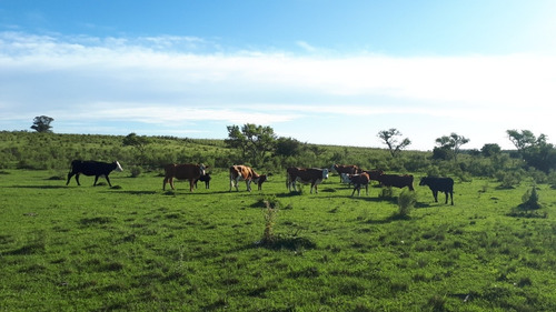 Imagen 4 de 7 de Dueño Vende - Campo 16 Has En Tala - Aguada - Montes - Luz