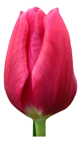 Pack 20 Bulbos De Tulipan Fucsia