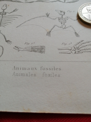 Grabado Metal, Animales Fósiles, 1855 
