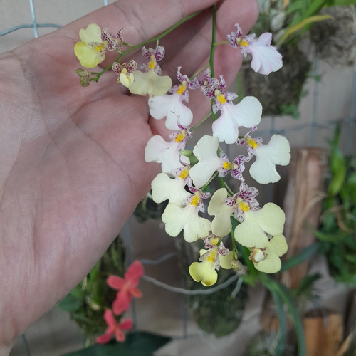 Ionopsis Popcorn Orquídea Pipoca Mini Orquídea Linda