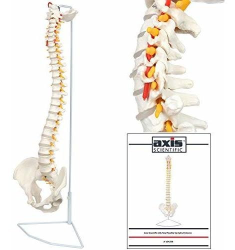 Axis Scientific - Columna Vertebral Flexible De Tamaño Natu
