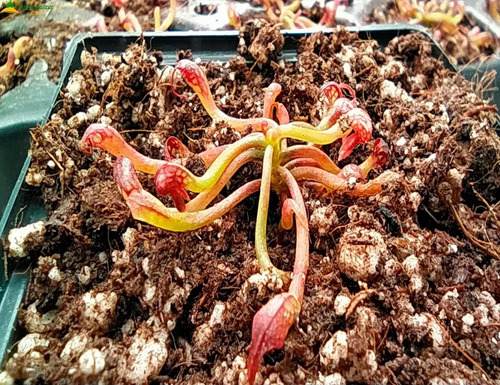 Imagen 1 de 5 de Planta Carnívora Darlingtonia Californica Lirio Cobra