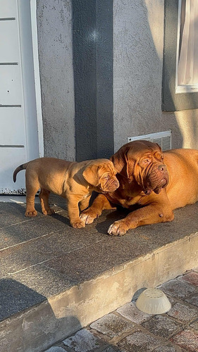 Cachorros Dogo De Burdeo