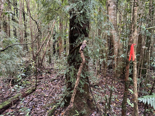 Parcela De 5.129 M2, Bosque Vida,camino La Laja