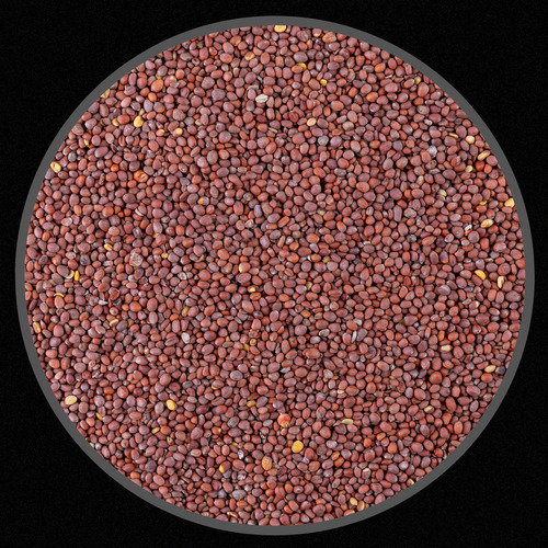 Sementes De Nabão Para Pássaros - 10 Kg Canários, Calopsitas