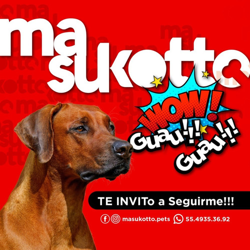 Imagen 3 de 6 de Alimento Para Perros Iron Dog Cachorros Pequeños 3paq. 1kg