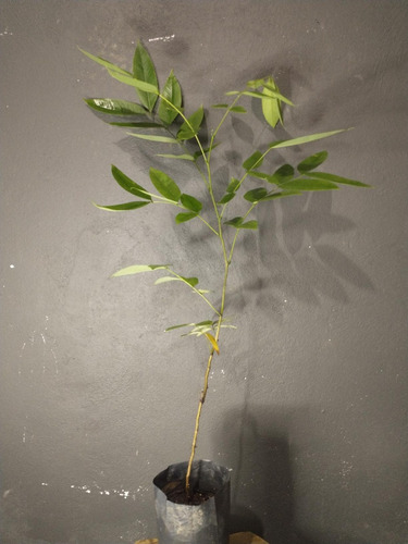 Árbol Lluvia De Oro 4 Pz Incluye Envio (cassia Fistula)