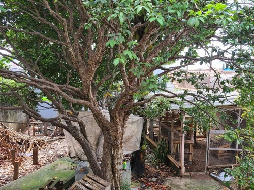 Imagem 29 de 30 de Casa Térrea Para Venda No Bairro Parque Boturussu, 2 Suíte, 4 Vagas, 200 M - 4615