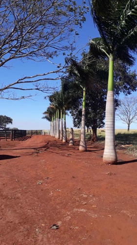 Imagem 3 de 10 de Fazenda Dupla Aptidão Município Quirinopolis