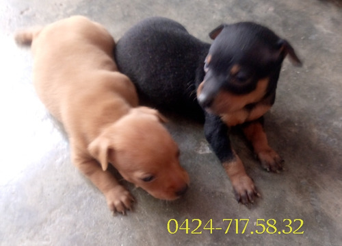 2 Cachorros Mini-pincher Disponibles.