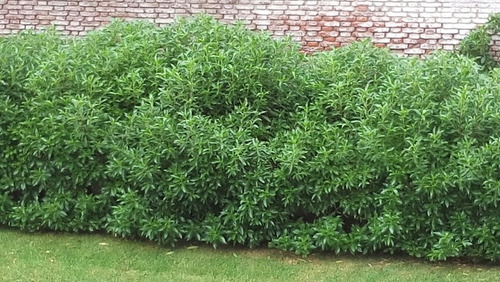 Siempreverde: Myosporum En Env 10 Lts