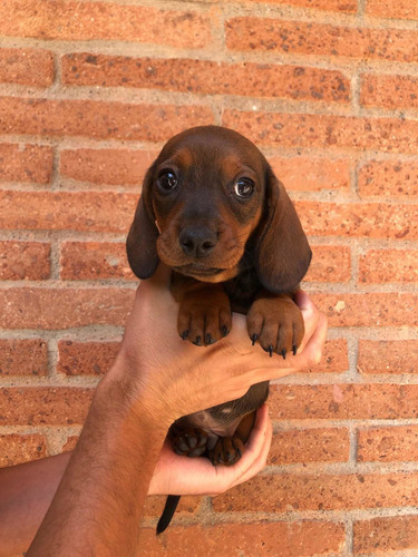 Espectaculares Dachshund Salchicha Mini